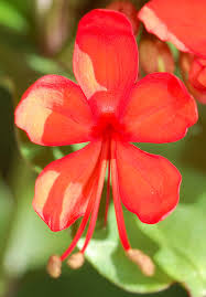 Image result for Clerodendrum splendens