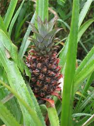 The Genus Ananas Belongs To The Bromeliad Family Bromeliaceae It Is Best Known For The Species Ananas Com Puerto Rico Pictures Puerto Rico Caribbean Islands