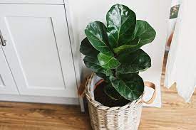 Although indoor plants are mostly grown for decorative purposes, research. 25 Best Indoor Plants Easy Indoor Gardening Ideas