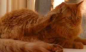 Over 4 weeks ago on advertigo. Long Hair Tabby Cat Orange