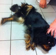 Crise d'épilepsie with this observation in both languages: Epilepsies Idiopathiques Chez Le Chien Centre Hospitalier Veterinaire Fregis
