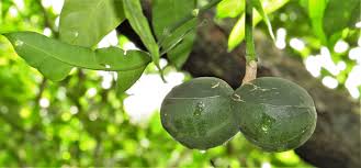 Image result for Tabernaemontana ventricosa