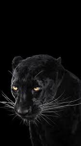 Black Panther Animal Hd Wallpaper Beautiful Iphone X Wallpaper Hd 1080p Black Tecnologist Of Jaguar Wallpaper Black Jaguar Animal Wild Animal Wallpaper