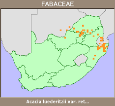 Image result for Acacia luederitzii