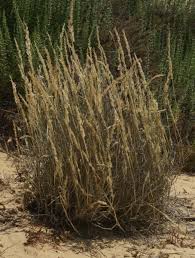 Image result for Centropodia