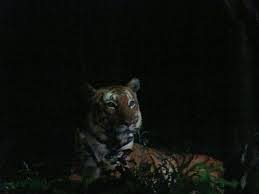 See reviews, articles & photos before visiting. Singapore Night Safari Tiger Heels First Travel
