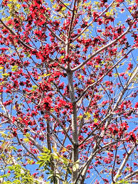 Image result for Bombax