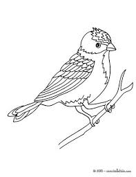 Bird Sitting On A Branch Drawing With Colour Bird Coloring Pages Bird Sitting On A Branch Bird Coloring Pages Coloring Pages Animal Coloring Pages