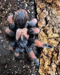 Image result for Emilia brachycephala