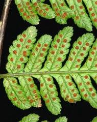 Image result for Cyathea mildbraedii