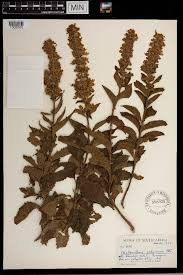 Image result for Coleus zombensis