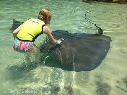 A Day At Discovery Cove In Orlando Florida Discovery Cove Orlando Florida Vacation Orlando Florida
