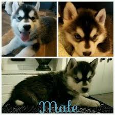 Litter Of 8 Siberian Husky Puppies For Sale In Ottawa Oh Adn 26160 On Puppyfinder Com Gender Male S And Femal Husky Puppies For Sale Husky Puppies For Sale
