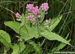 Image result for Pluchea dioscoridis