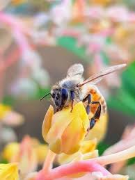 4,500 five star reviews on trustpilot. Bee Removal Plano Fast And Affordable Removals