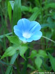 Image result for Ipomoea blepharophylla