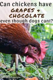 In fact, they will be super psyched if you bring them some. Grapes Chocolate And Chickens Murano Chicken Farm