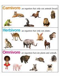 Herbivores are animals that eat plants. Carnivore Herbivore Omnivore Anchor Chart Jungle Academy Carnivores Activities Herbivore And Carnivore Carnivorous Animals