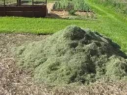 Maybe you would like to learn more about one of these? Are Grass Clippings Good As Mulch Quora