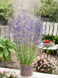 Click here to find out more. Perovskia Blue Spire Im Topf Mediendatenbank