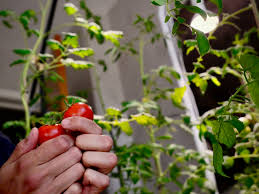Maybe you would like to learn more about one of these? Starting Your Own Indoor Garden Everything You Need To Know