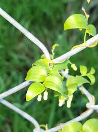 Image result for Asparagus asparagoides