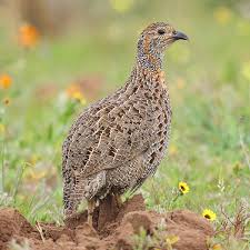 Image result for Scleria gracillima