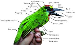 Jenis burung lovebird berikut ini hampir mirip dengan lovebird topeng dengan terdapatnya warna hitam pada bagian muka nya menjadikan lovebird ini hampir tidak. Gambar 2 Bagian Bagian Tubuh Burung Foto M Irham Lipi Download Scientific Diagram