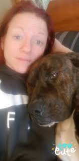 Lost dogs in Indianapolis