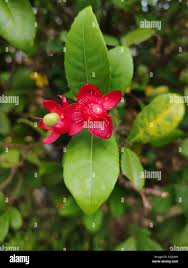 Image result for Ochna cyanophylla