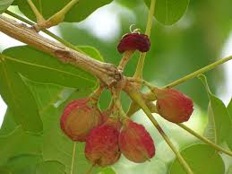 Image result for Trichilia quadrivalvis