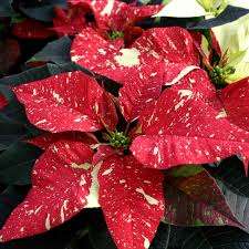 Image result for Euphorbia pulcherrima