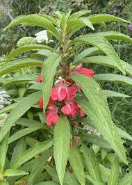 Image result for Impatiens briartii
