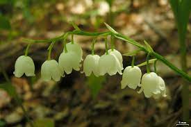 Convallaria Pseudomajalis Lily Of The Valley Lily Of The Valley North Carolina Extension Gardener Plant Toolbox