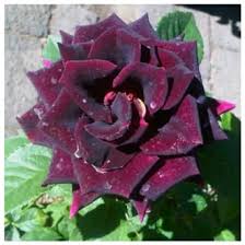 Mawar hitam berdarah oleh heni purwaningsih kompasiana com. Jual Produk Tanaman Bunga Mawar Hitam Termurah Dan Terlengkap Juli 2021 Bukalapak