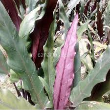 The alocasia cuprea plant needs indirect light to grow and remain healthy. Buy Alocasia Lauterbachiana With Canarius