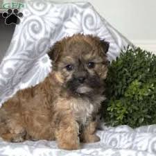 These dogs do not back down from anything. Yorkie Chon Puppies For Sale Greenfield Puppies