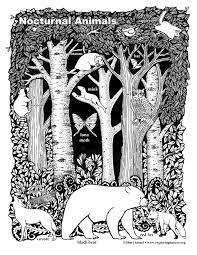 Our printable sheets for coloring in are ideal to brighten your family's day. Nocturnal Animals Coloring Page