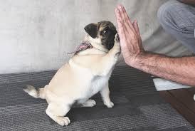 Sorunsuz Pug Yetistirmek Icin Gerekli Egitimler Nelerdir