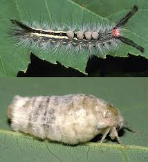 Rose on july 20, 2019: Transformations Which Caterpillar Becomes Which Butterfly Articles Features
