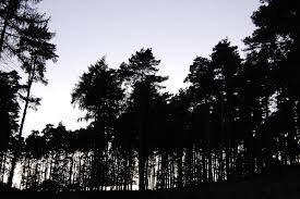 Post navigation ← simple new york skyline silhouette. Tree Line Silhouette Nick Choi Flickr