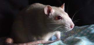 معركة بين فأر ي ن صورة نادرة حازت على جائزة ثمينة