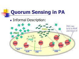 Image result for quorum sensing