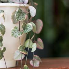 Image result for Ceropegia burchelliana