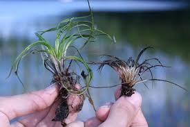 Image result for Isoetaceae