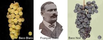 Baco François | wein.plus Enciclopedia
