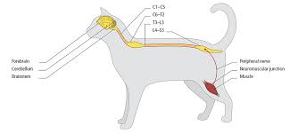 Image result for Neurologic Lesion Localization