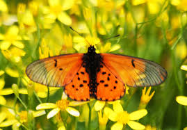 Image result for Pavetta catophylla