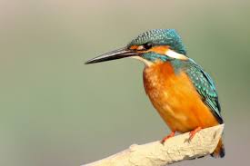 The bokeh discourse is the best place to ask usage questions and is a great way to get feedback from other users on how to approach a problem. 5376520 4590x3060 Sit Perch Animal Beautiful Borisworkshop Nature Bokeh Wing Ornithology Blur Plumage Branch Taiwan Bird Orange King Fisher Free Images Feather King Fisher Beak Kingfisher Mocah Hd Wallpapers