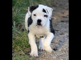 Favorite this post jul 6 Pitbull Puppies For Sale In Michigan Craigslist 07 2021